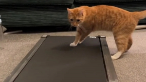 Illustration : "Ce chat essaye de comprendre le principe du tapis de course, en vain (vidéo)"