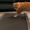 Illustration : "Ce chat essaye de comprendre le principe du tapis de course, en vain (vidéo)"