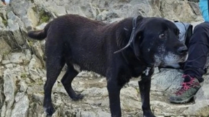 Illustration : "Des randonneurs trouvent un chien sénior égaré loin de toute habitation, sur un col de montagne"