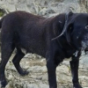 Illustration : "Des randonneurs trouvent un chien sénior égaré loin de toute habitation, sur un col de montagne"