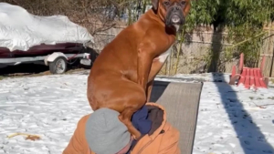 Illustration : "Cette imposante Boxer se prend pour un perroquet et monte sur les épaules de son maître pour passer un message aux autres chiens"