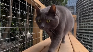 Illustration : "Une famille construit un catio gigantesque pour ses 11 chats afin de leur offrir sécurité et liberté (vidéo)"