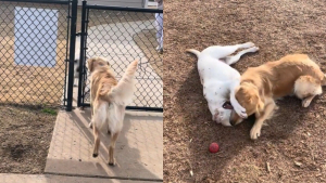 Illustration : "Ce Golden Retriever est fou de joie à l'idée de voir sa petite amie, une Labrador qu'il n'a pas vue depuis plusieurs semaines (vidéo)"