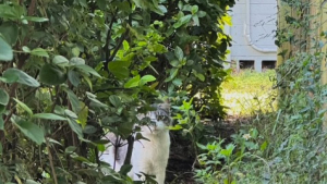 Illustration : "À force de patience, une sauveuse de chats parvient à faire entrer un chat errant chez elle, en plusieurs jours"