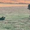 Illustration : "Un chien de taille imposante, joue avec trois chatons qui lui courent après dans une scène irrésistible (vidéo)"