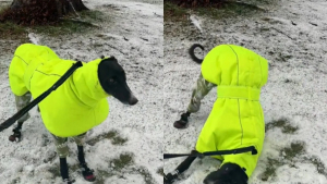 Illustration : "Ce Lévrier adopté émeut sa nouvelle maîtresse en découvrant la neige pour la première fois (vidéo)"