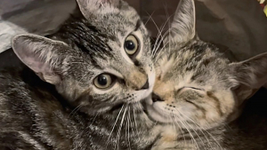 Illustration : "2 chatons abandonnés dans une animalerie ont été sauvés et mis hors de danger"