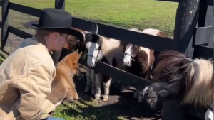 Illustration : "Un chiot Berger Allemand se familiarise avec des chevaux miniatures sous l’œil attendri de son maître (vidéo)"