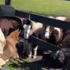 Illustration : "Un chiot Berger Allemand se familiarise avec des chevaux miniatures sous l’œil attendri de son maître (vidéo)"