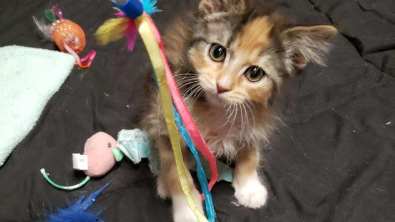 Illustration : Ce chaton à la magnifique robe calico possède une caractéristique extrêmement rare 