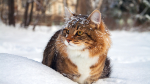 Illustration : "Comment protéger son chien ou son chat du froid ?"