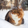 Illustration : Comment protéger son chien ou son chat du froid ?