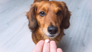 Illustration : "Comment donner un médicament à son chat ou son chien ?"