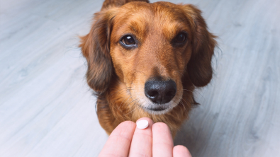 Illustration : Comment donner un médicament à son chat ou son chien ?