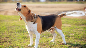 Illustration : "Comment gérer un chien qui aboie ?"