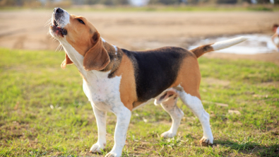 Illustration : Comment gérer un chien qui aboie ?