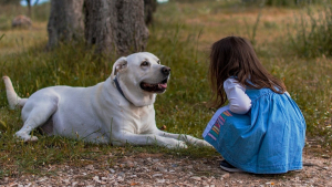 Illustration : "Alors qu'une fillette de 2 ans s'était perdue en forêt, elle a été retrouvée saine et sauve avec ses chiens qui prenaient soin d'elle"