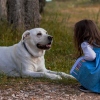 Illustration : Alors qu'une fillette de 2 ans s'était perdue en forêt, elle a été retrouvée saine et sauve avec ses chiens qui prenaient soin d'elle