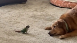 Illustration : "Une belle amitié entre un Golden Retriever et un oiseau Conure immortalisée par leurs propriétaires (vidéo)"