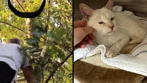 Illustration : "Un chat reste coincé dans un arbre pendant 5 jours, sans eau ni nourriture, avant d'être secouru par un homme"