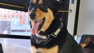 Illustration : "Cette femme, intriguée par une chienne seule dans le bus, lance un appel pour retrouver sa famille  "