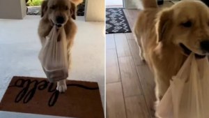 Illustration : "Ce Golden Retriever aide son maître à transporter les sacs de courses jusqu’à son domicile (vidéo)"