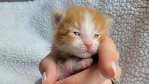 Illustration : "Gravement blessé, cet adorable chaton surmonte son traumatisme grâce à un autre chaton recueilli peu de temps après lui"