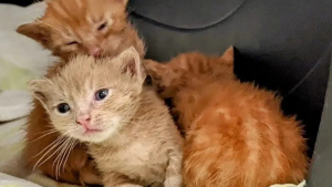 Illustration : "3 chatons abandonnés ont été retrouvés dans une benne de camion, ils espèrent trouver rapidement une famille pour les adopter "