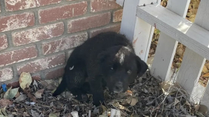 Illustration : "Elle retrouve un chien abandonné dans le jardin de ses parents et décide de le sauver"