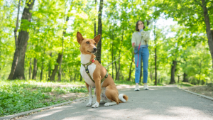 Illustration : "Comment apprendre à son chien à marcher en laisse ?"