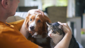 Illustration : "Comment gérer l’hyperattachement chez son chat ou son chien ?"