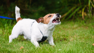 Illustration : "Comment gérer un chien ou un chat agressif ?"